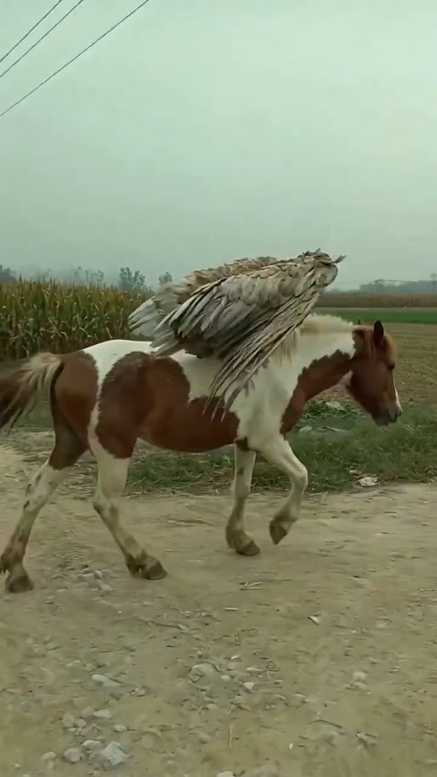 Creative Pseudo Documentary Style