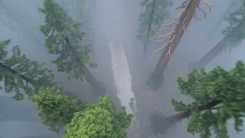 Rugged Truck Charges Through Redwood Forest