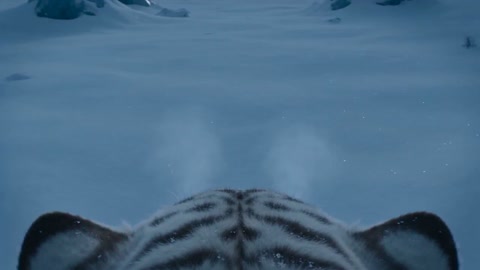 White Tiger Glacier Hunt