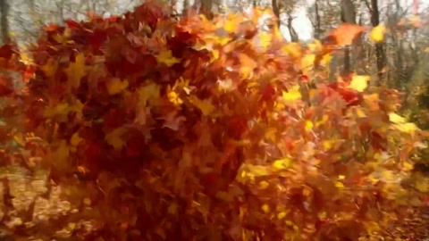 Autumn Leaves Text VFX