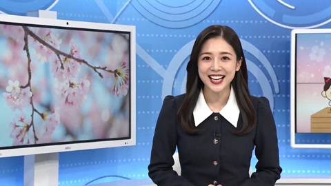 Japanese Cherry Blossom News Program