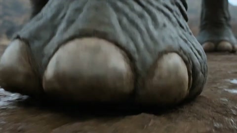 Elephant Stomp Tracking Shot