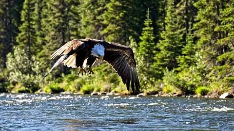 Bald Eagle Dives Toward Salmon River