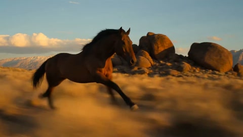 Wild Mustang Desert Chase