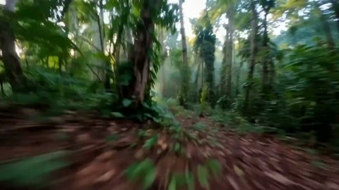 Rainforest Mist Text VFX