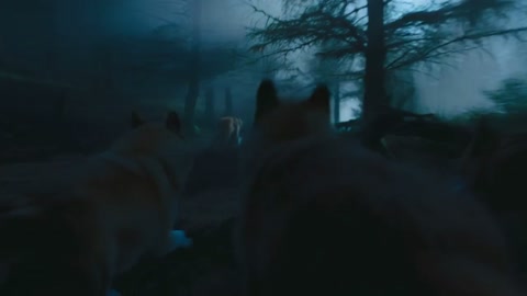 Wolf Pack Sprinting Forest