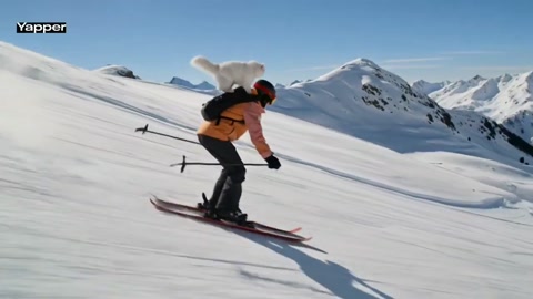 Skiing with Persian Cat