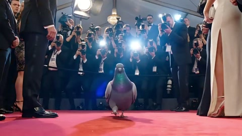 Red Carpet Chonky Pigeon