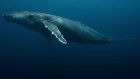 Gargantuan Whales Deep Experiment