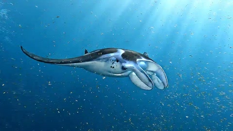 Manta Ray Barrel Roll