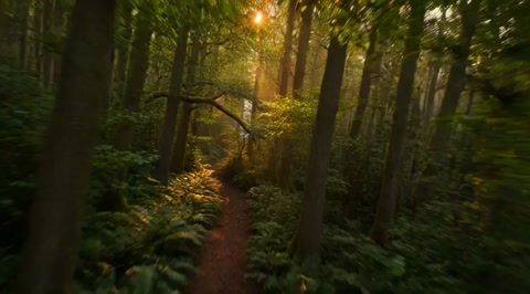 Hyperspeed FPV Forest Sunrise