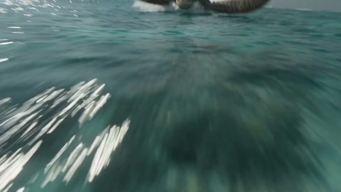Sea Turtle Surfing in Maldives