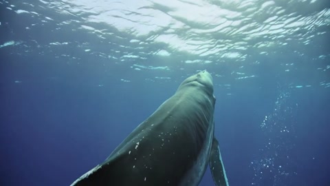 Humpback Whale Underwater Multi Shot