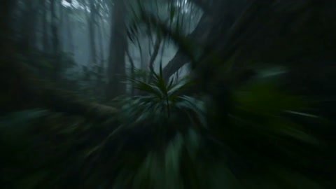 Phoenix Arrow Jungle Warrior